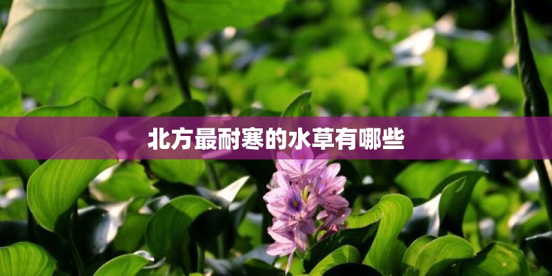 北方最耐寒的水草有哪些 北方最耐寒的水草有哪些
