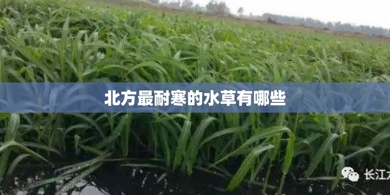 北方最耐寒的水草有哪些 北方最耐寒的水草有哪些