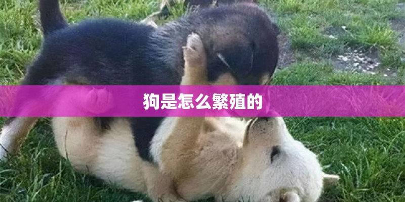 狗是怎么繁殖的