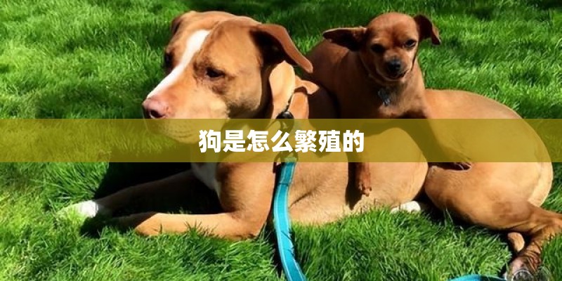 狗是怎么繁殖的