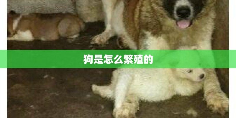 狗是怎么繁殖的