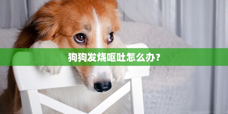 狗狗发烧呕吐怎么办? 狗狗发烧呕吐怎么办?