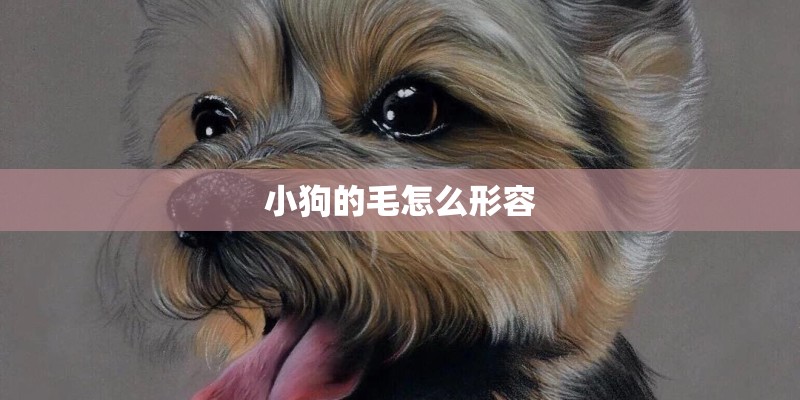 小狗的毛怎么形容
