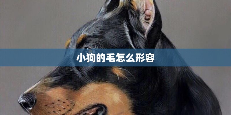 小狗的毛怎么形容