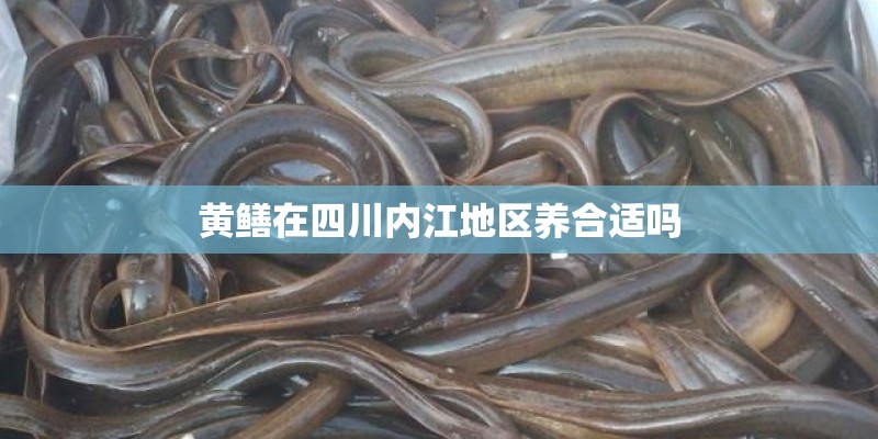 黄鳝在四川内江地区养合适吗