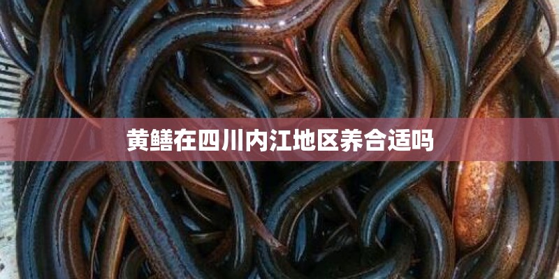 黄鳝在四川内江地区养合适吗