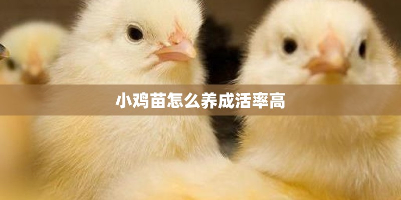 小鸡苗怎么养成活率高