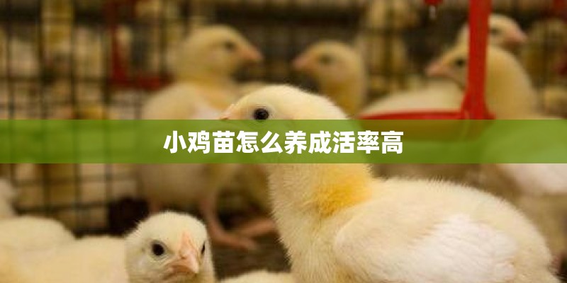 小鸡苗怎么养成活率高