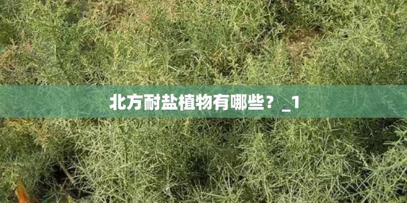 北方耐盐植物有哪些？_1