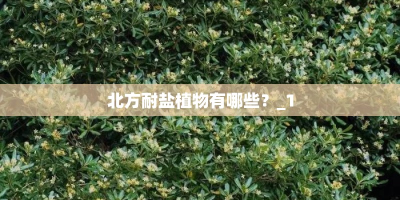 北方耐盐植物有哪些？_1