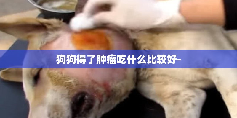 狗狗得了肿瘤吃什么比较好- 狗狗得了肿瘤吃什么比较好-