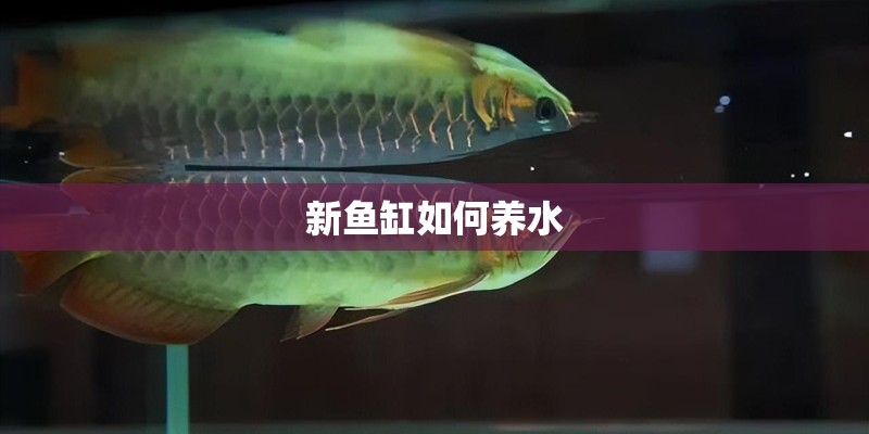 新鱼缸如何养水