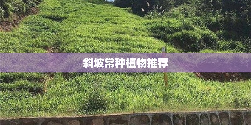 斜坡常种植物推荐 斜坡常种植物推荐