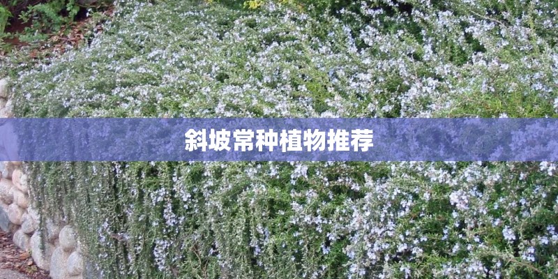 斜坡常种植物推荐 斜坡常种植物推荐