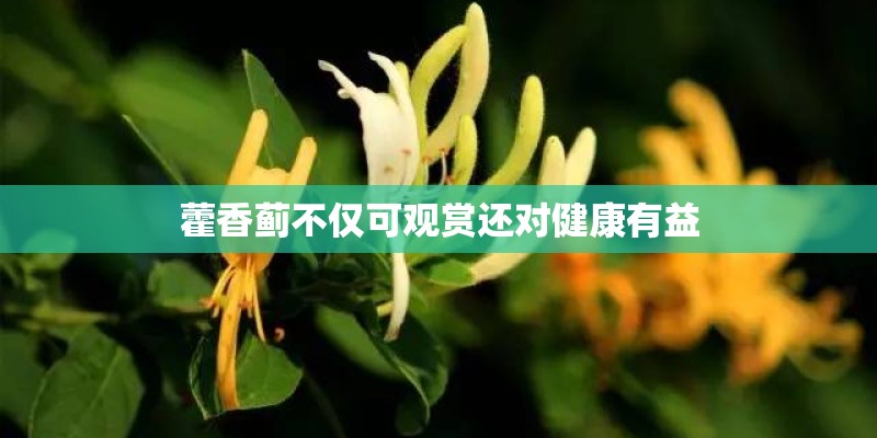 藿香蓟不仅可观赏还对健康有益