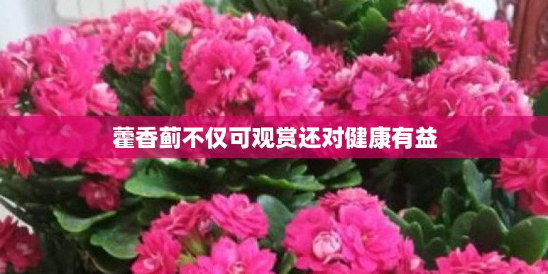藿香蓟不仅可观赏还对健康有益