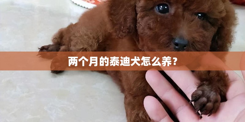 两个月的泰迪犬怎么养？