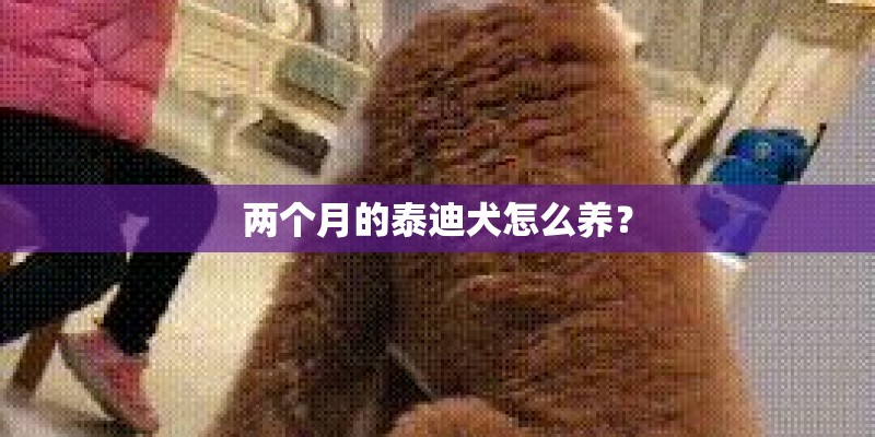 两个月的泰迪犬怎么养？