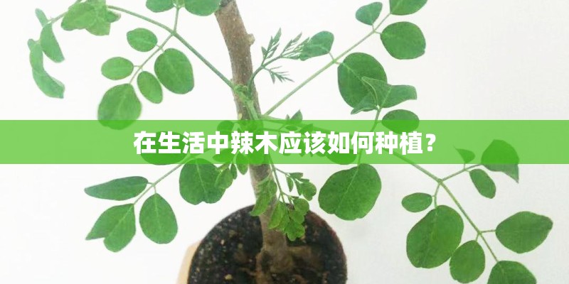 在生活中辣木应该如何种植? 在生活中辣木应该如何种植?