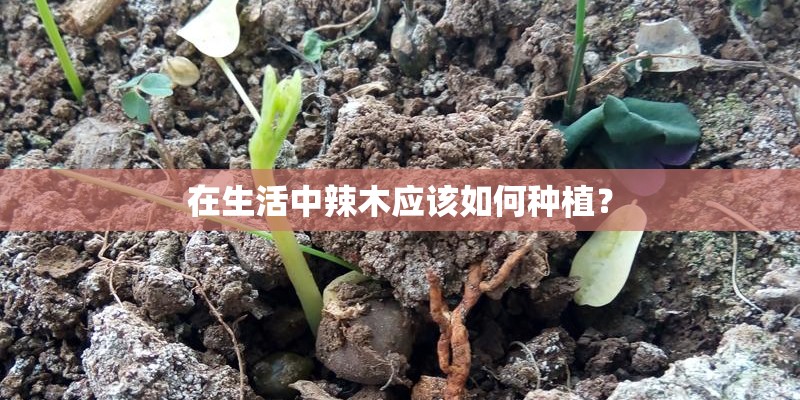 在生活中辣木应该如何种植? 在生活中辣木应该如何种植?