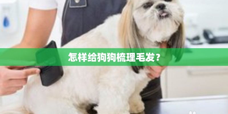 怎样给狗狗梳理毛发？