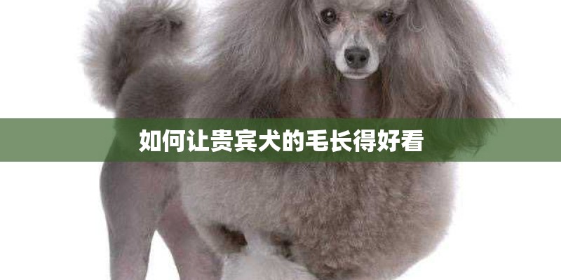 如何让贵宾犬的毛长得好看