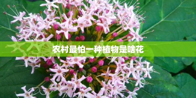 农村最怕一种植物是啥花