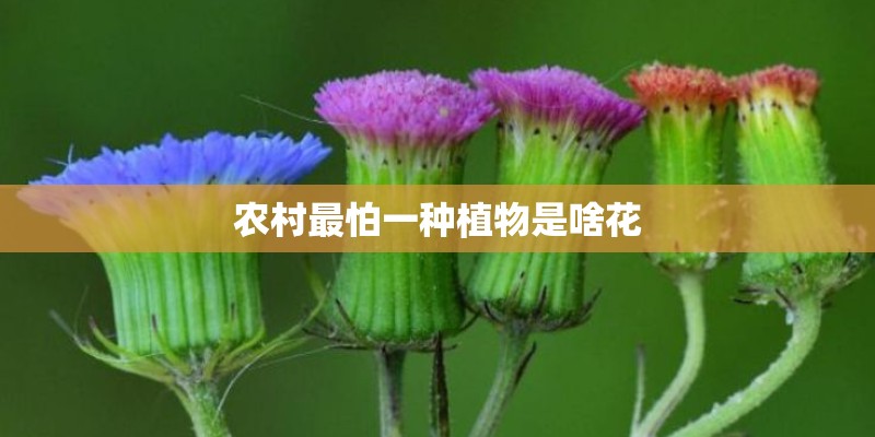 农村最怕一种植物是啥花