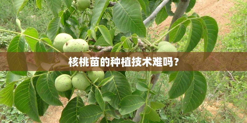 核桃苗的种植技术难吗？