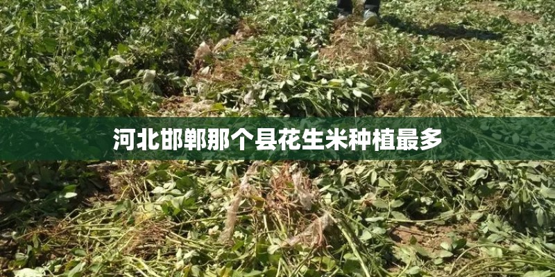 河北邯郸那个县花生米种植最多
