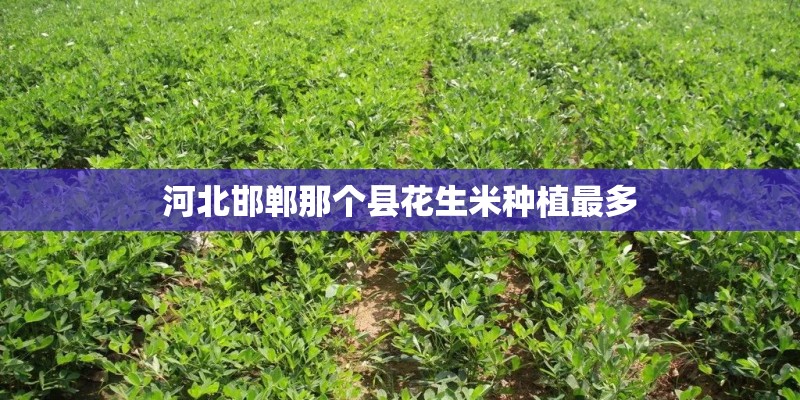 河北邯郸那个县花生米种植最多
