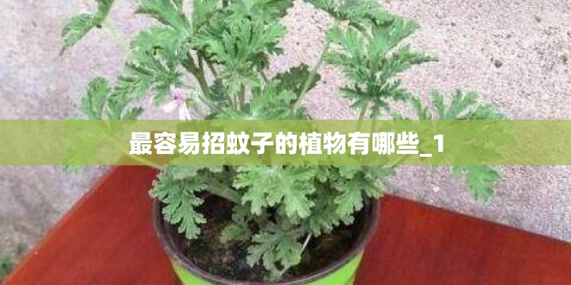 最容易招蚊子的植物有哪些_1 最容易招蚊子的植物有哪些_1