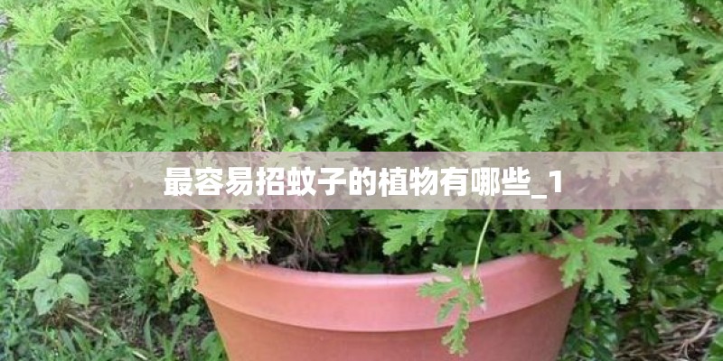 最容易招蚊子的植物有哪些_1 最容易招蚊子的植物有哪些_1