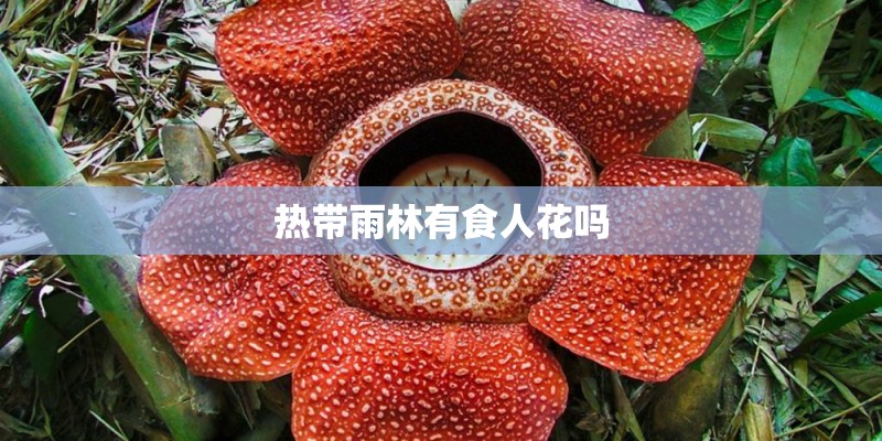 热带雨林有食人花吗