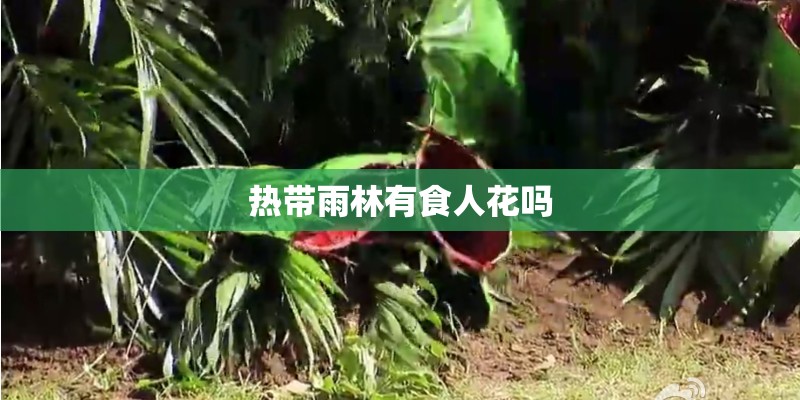 热带雨林有食人花吗