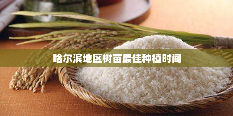 哈尔滨地区树苗最佳种植时间