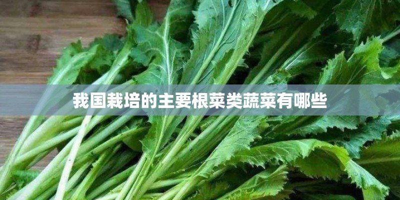 我国栽培的主要根菜类蔬菜有哪些