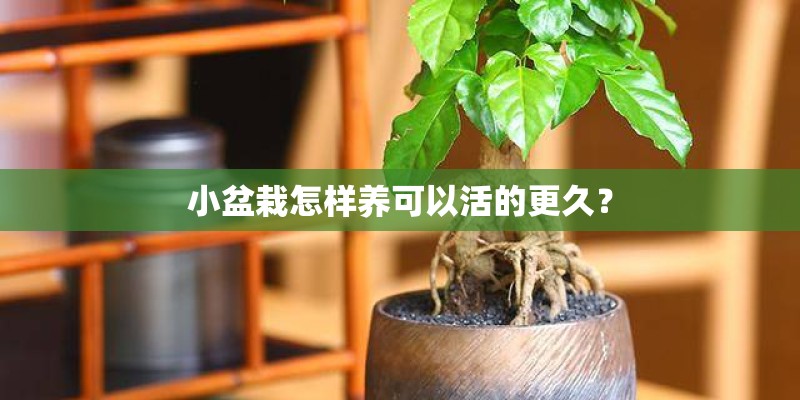 小盆栽怎样养可以活的更久？