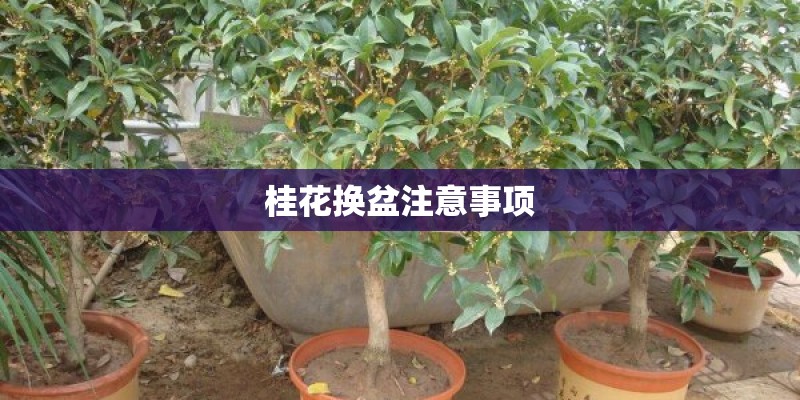 桂花换盆注意事项