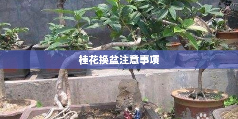桂花换盆注意事项