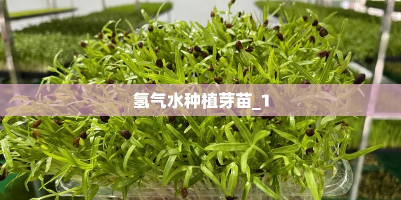 氢气水种植芽苗_1