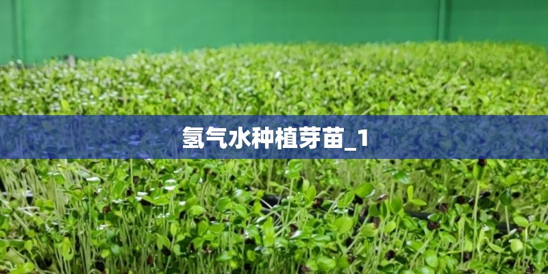 氢气水种植芽苗_1