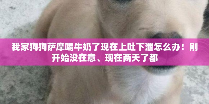 我家狗狗萨摩喝牛奶了现在上吐下泄怎么办！刚开始没在意、现在两天了都