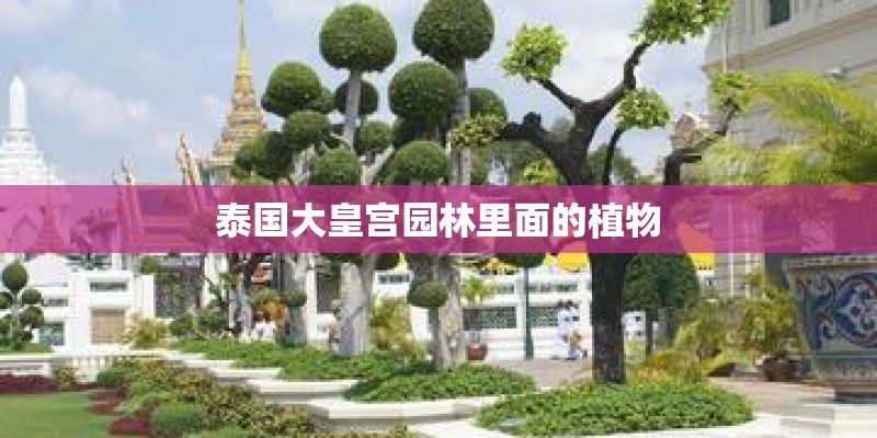 泰国大皇宫园林里面的植物