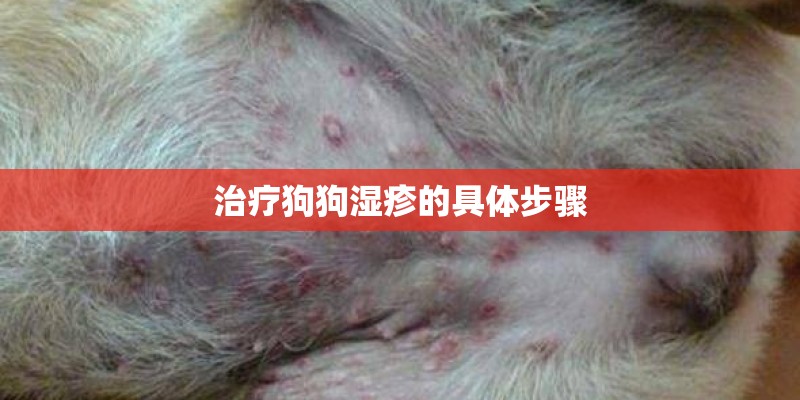 治疗狗狗湿疹的具体步骤