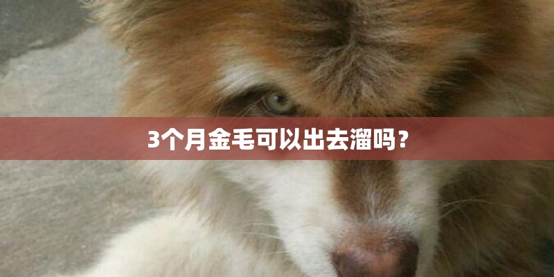 3个月金毛可以出去溜吗？