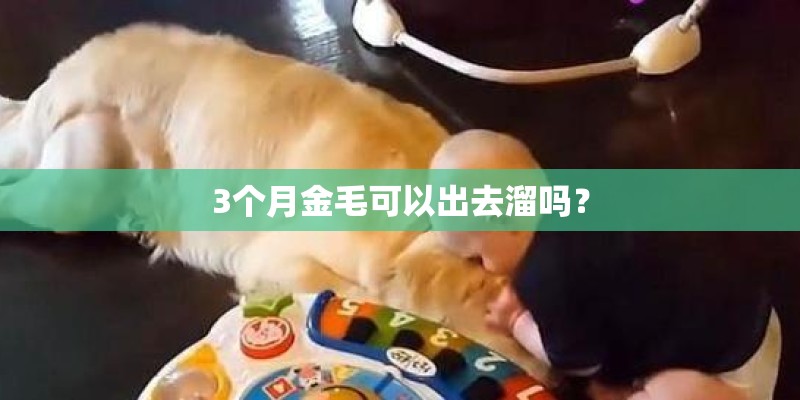 3个月金毛可以出去溜吗？