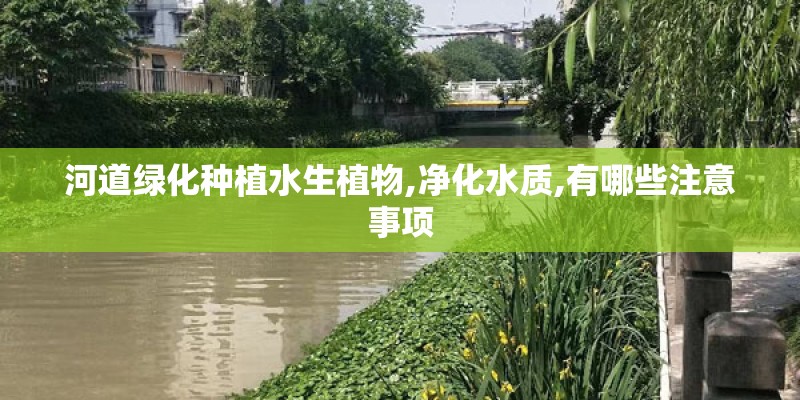 河道绿化种植水生植物,净化水质,有哪些注意事项