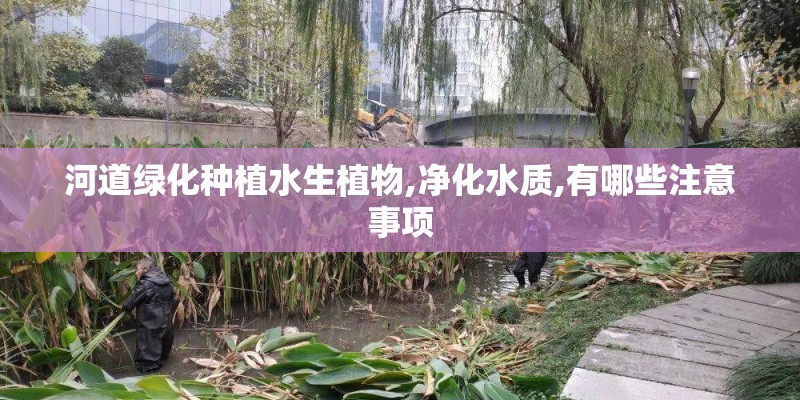 河道绿化种植水生植物,净化水质,有哪些注意事项
