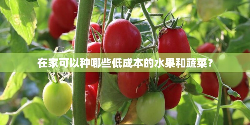 在家可以种哪些低成本的水果和蔬菜？